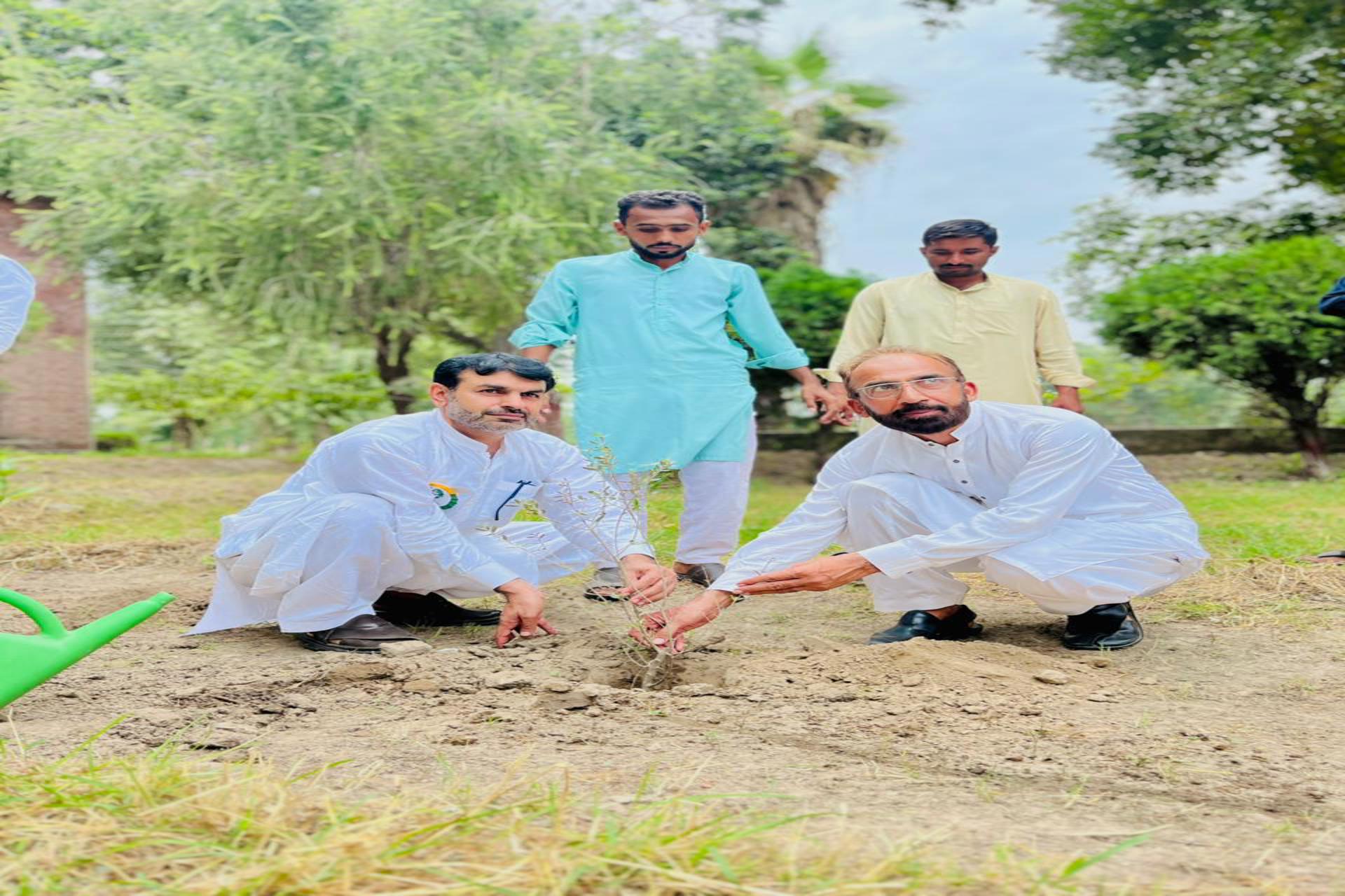 Tree Plantation